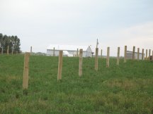 Final posts for pasture