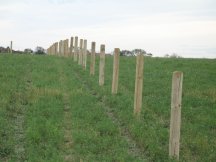 Final posts for pasture