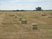 Hay bales on the ground
