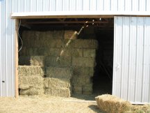 600 bales in the barn
