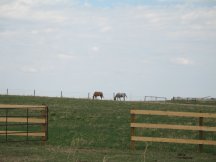 Horses glad to be out in their new pasture