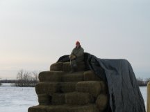 Tracy waits for our hay customers